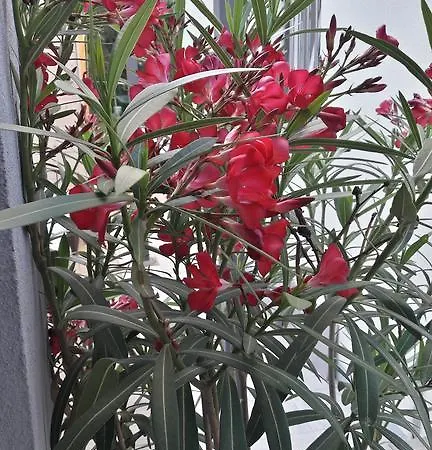 Rotiroti 아파트 자다르